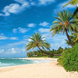 Primary Care in Paradise 2026 Banner